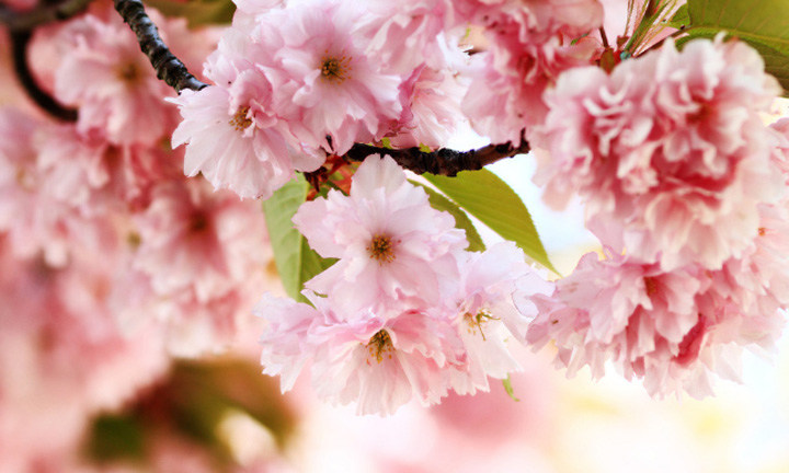 春暖花開(kāi)時(shí)節(jié)，2021年博皓“鷹之家”學(xué)習(xí)組織班委換屆盛典